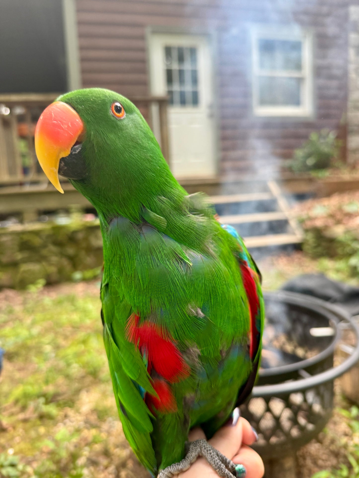 Green parrot with red and yellow accents on a blurred outdoor background