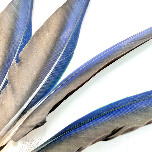4 Male Eclectus Primary Flight Feathers