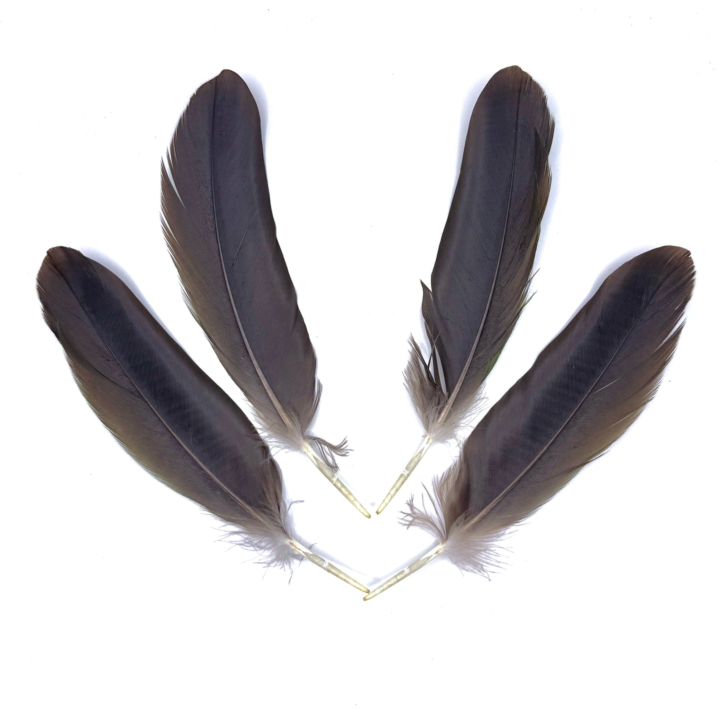 4 Male Eclectus Secondary Flight Feathers