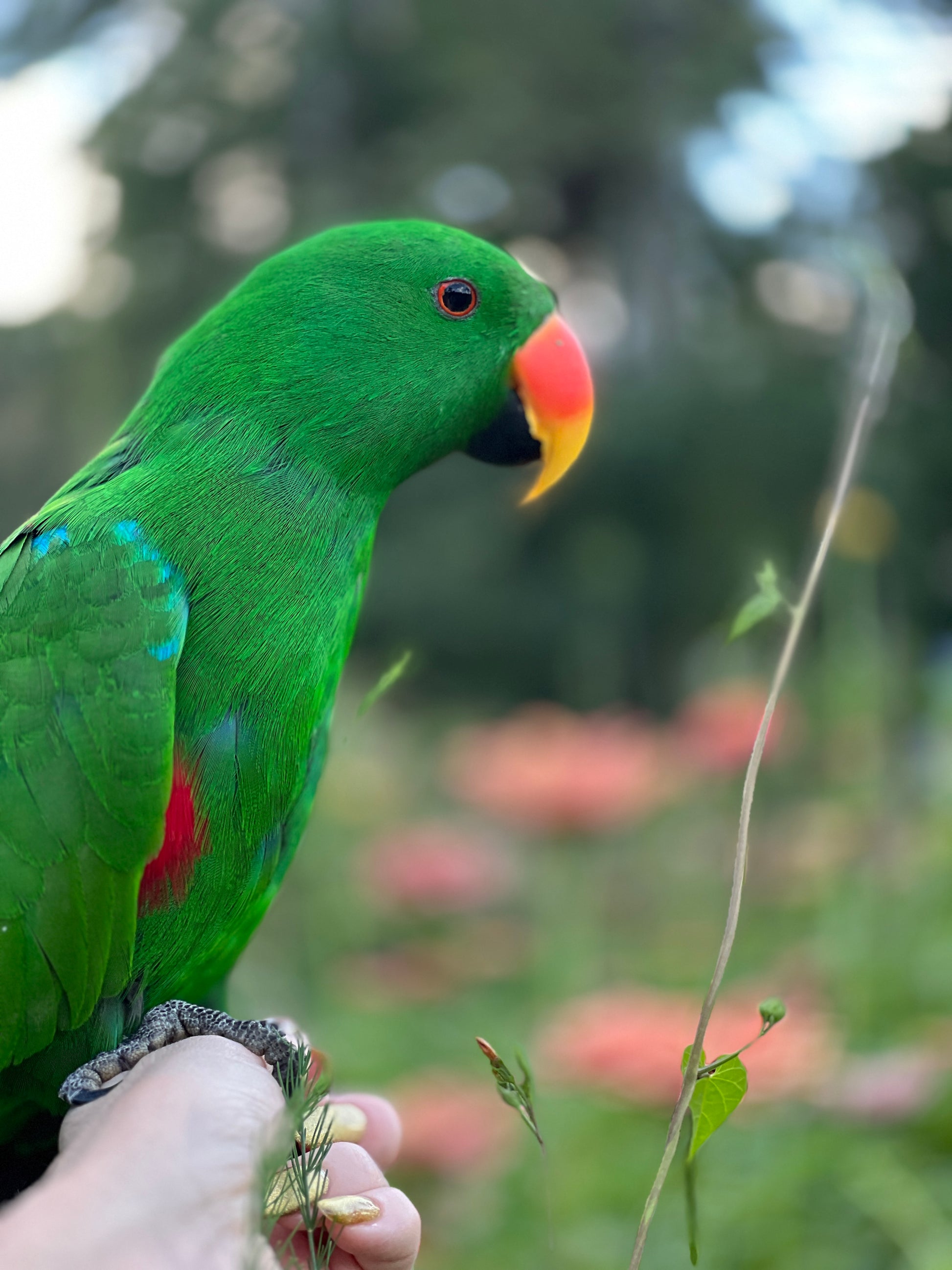 Green parrot with a red beak perched on a hand against a blurred natural background