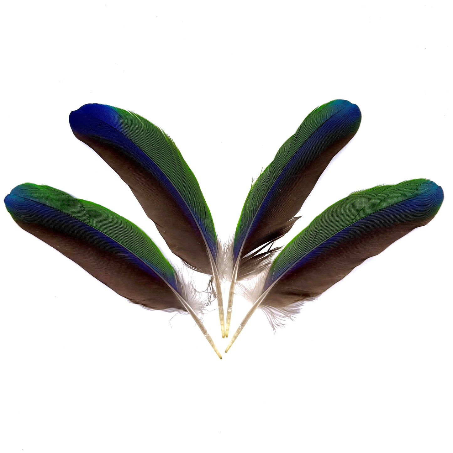 4 Male Eclectus Secondary Flight Feathers
