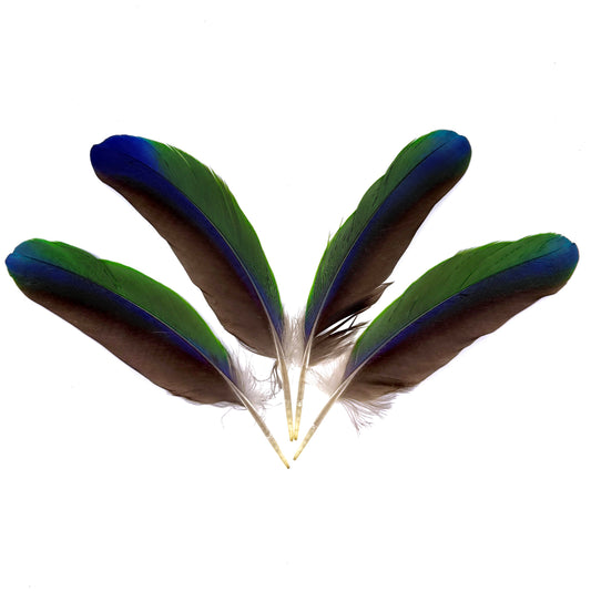 4 Male Eclectus Secondary Flight Feathers