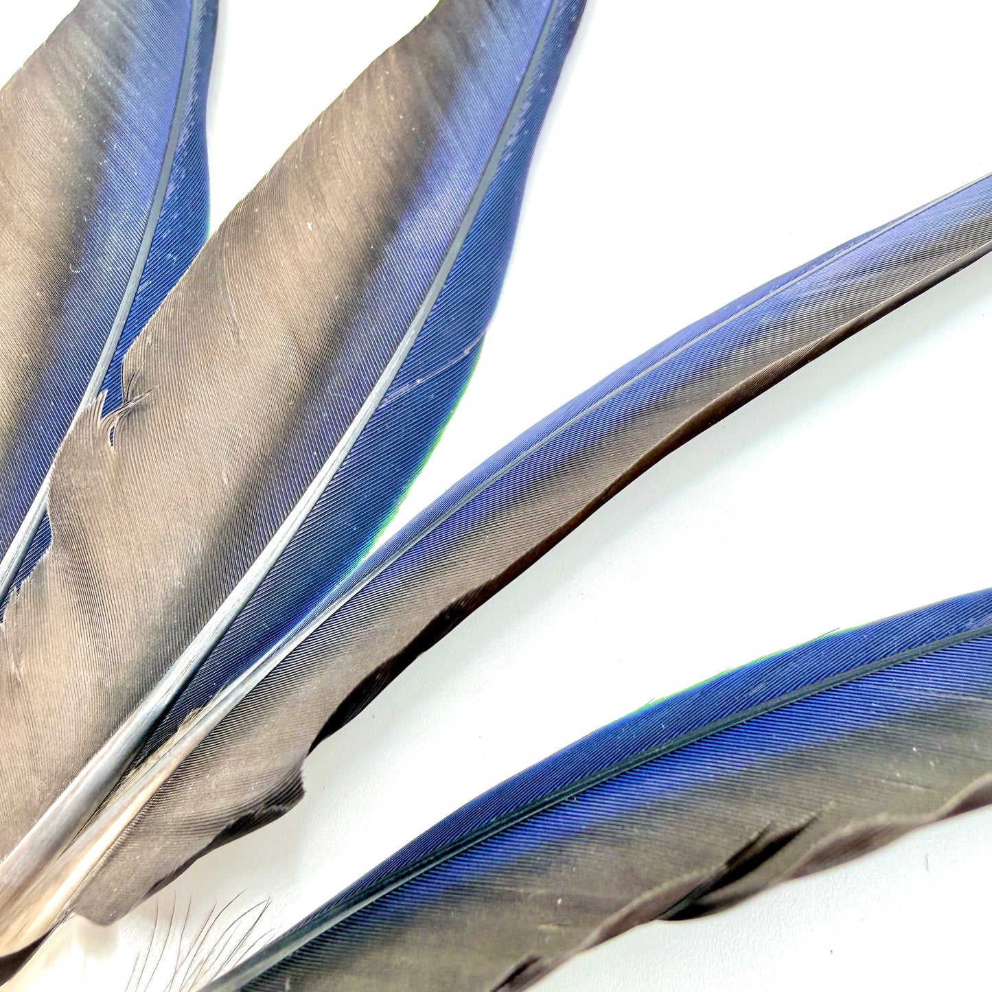 4 Male Eclectus Primary Flight Feathers