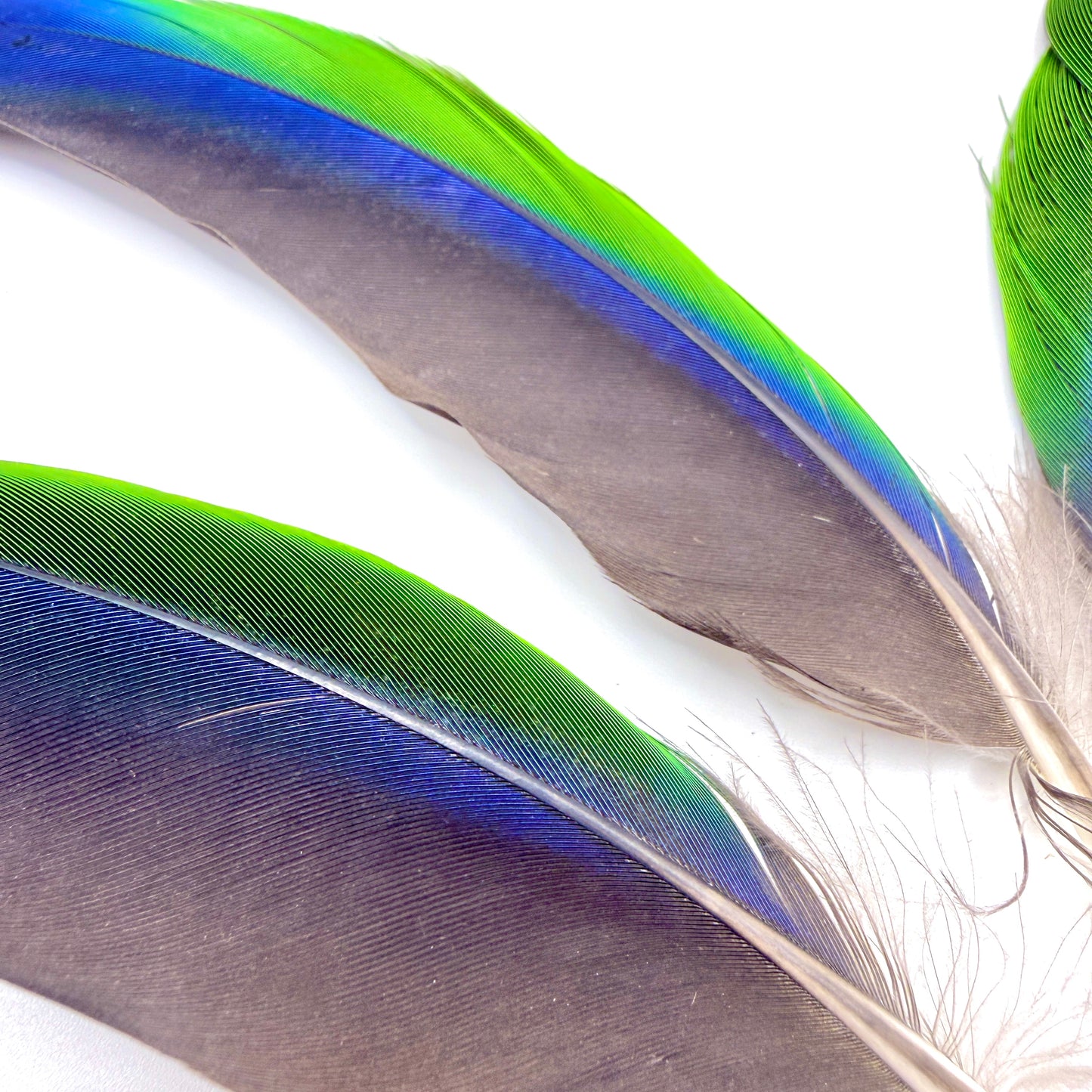 4 Male Eclectus Secondary Flight Feathers