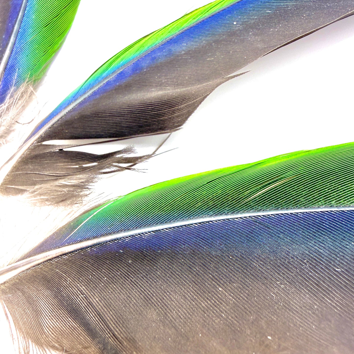 4 Male Eclectus Secondary Flight Feathers