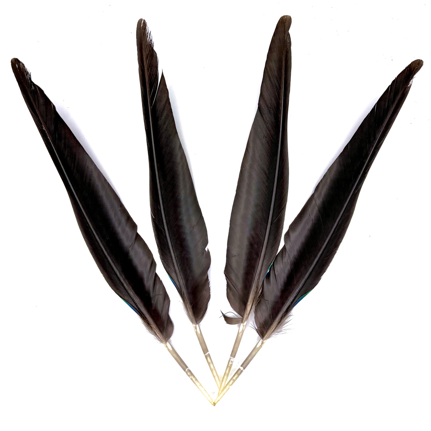 4 Male Eclectus Primary Flight Feathers