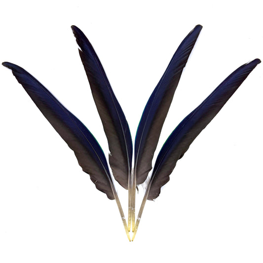 4 Male Eclectus Primary Flight Feathers