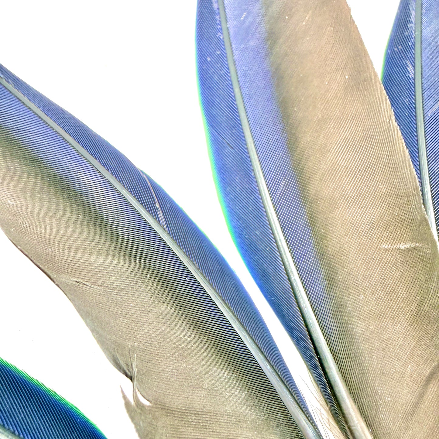 4 Male Eclectus Primary Flight Feathers